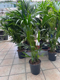 Kentia