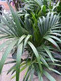 Kentia