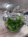 Composition en verre Pomme
