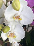 Orchidée 2 tiges couleurs variées