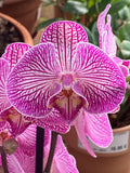 Orchidée 2 tiges couleurs variées