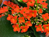 Kalanchoë couleurs variées P10.5