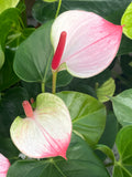 Anthurium