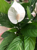Spathiphyllum