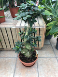 Ficus ginseng ( BonzaÏ )