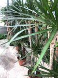 Dracaena