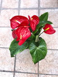 Anthurium