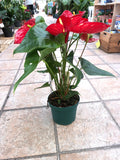 Anthurium