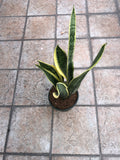 Sansevieria