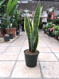 Sansevieria
