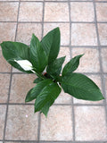 Spathiphyllum