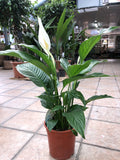 Spathiphyllum