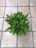 Fougère (nephrolepis)