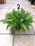Fougère (nephrolepis)