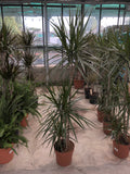 Dracaena