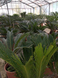 Cycas revoluta