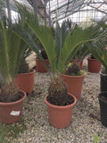 Cycas revoluta
