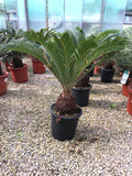 Cycas revoluta