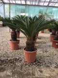 Cycas revoluta