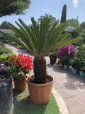 Cycas revoluta