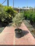 Pittosporum tenuifolium