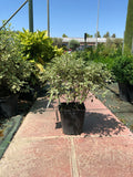 Pittosporum tenuifolium