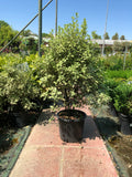 Pittosporum tenuifolium