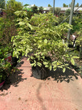 Pittosporum tenuifolium