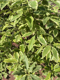 Pittosporum tenuifolium