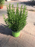 Romarin officinalis