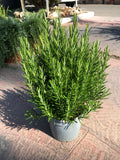 Romarin officinalis