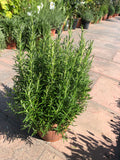 Romarin officinalis