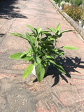 Sauge officinale