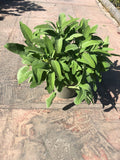 Sauge officinale