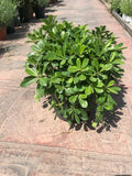 Pittosporum nana