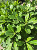 Pittosporum nana
