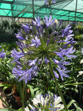 Agapanthe