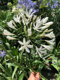 Agapanthe