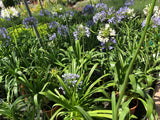 Agapanthe