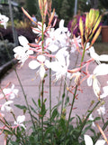 Gaura