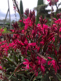 Gaura