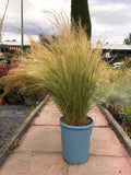 Stipa