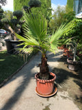 Washingtonia robusta stipe
