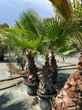 Washingtonia robusta stipe