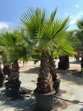 Washingtonia robusta stipe