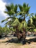 Washingtonia robusta multi stipes