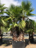 Washingtonia robusta multi stipes
