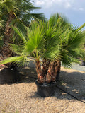 Washingtonia robusta multi stipes