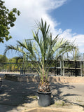 Butia capitata
