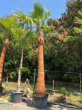 Washingtonia robusta stipe